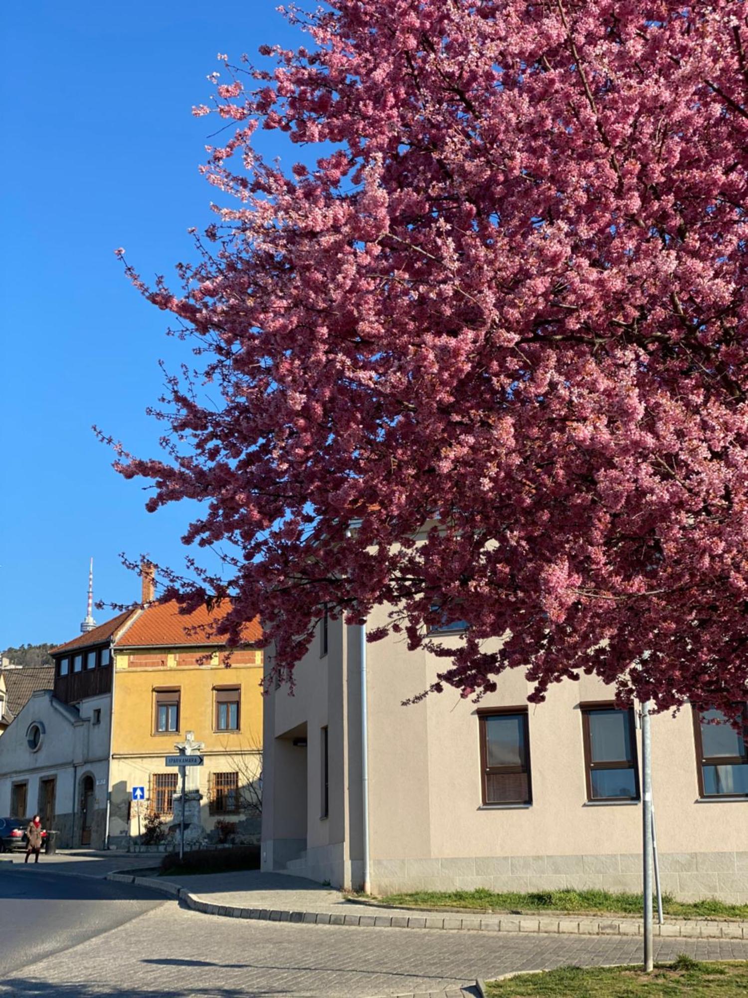 M18 - Csak Egy Lepes A Toertenelmi Belvaros - Free Parking Pécs Exteriör bild